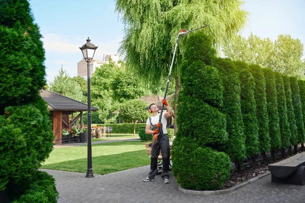 gardener-trimming-tall-hedges-with-an-electric-tri-2026-03-24-15-40-12-utc